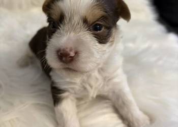 Do Rezerwacji Majlo Yorkshire Terier Brio