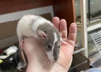 Szczury rasowe