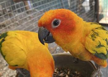 Sprzedam konury słoneczne