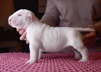 Bulterier Standardowy Suczka FCI