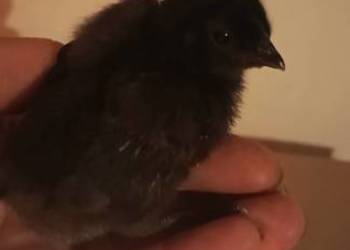 Kury Ayam Cemani - czarne i białe