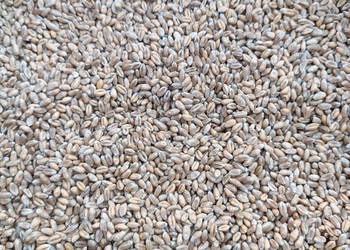 Sprzedam pszenicę ozima EUFORIA