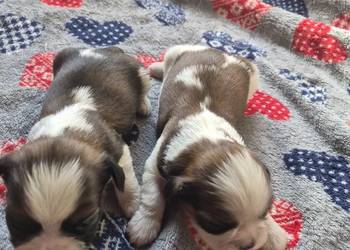 Shih Tzu szczenięta