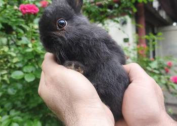 Króliczek miniaturowy karzełek niderlandzki hodowla zarejestrowana Oferujem