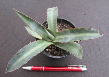 Mrozoodporna agawa do -15 °C - Agave lophantha splendida - sadzonka