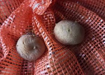 Ziemniaki ekologiczne Ricarda