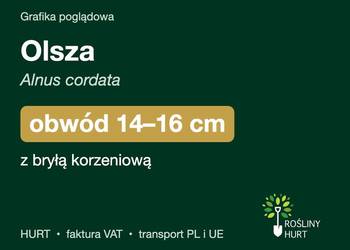 Olsza (Alnus cordata) obwód 14-16 cm, z bryłą – HURT