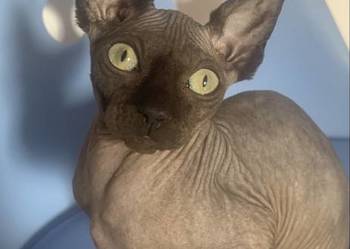 Sfinks Kanadyjski. Do odbioru kocurek. Rodowód