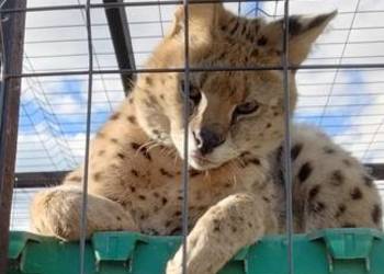Serwal serval samiec