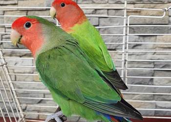 Sprzedam papugi nierozłączki czerwonoczelne Sprzedam papugi nierozłączki czerwonoczelne