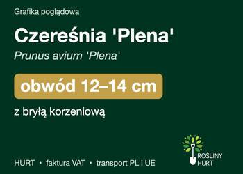 Czereśnia 'Plena' (Prunus avium) obwód 12-14 cm, z bryłą – HURT