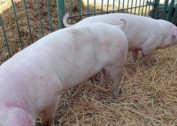 Czystorosowe knurki PBZ