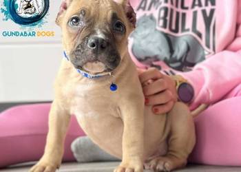 AMERICAN BULLY GUNDABAR DOGS ABKC