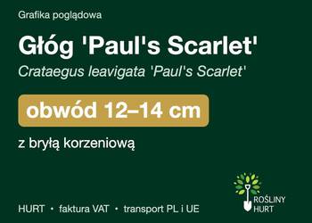 Głóg 'Paul's Scarlet' obwód 12-14 cm, z bryłą – HURT