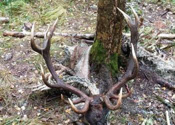 Sprzedam wieniec jelenia czekam na propozycje