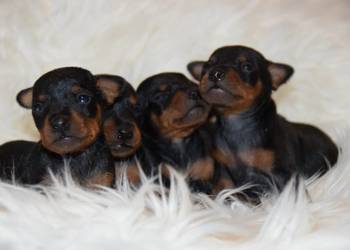 Szczenięta Pinczer Miniaturowy ZKWP fci