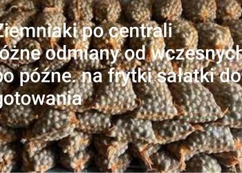 Ziemniaki wielkości sadzeniaka grube różne odmiany