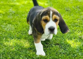 POLECAM szczeniak pies Beagle rodowód
