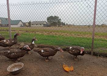 Kaczki i kaczory francuskie/piżmowe czekoladowe.