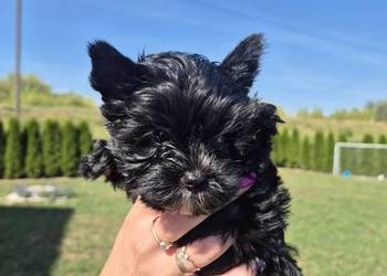 York terrier Black piesek