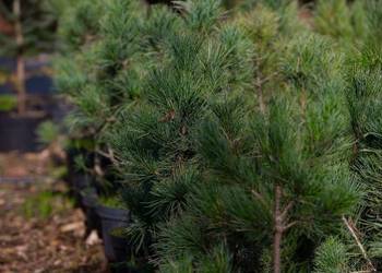 Sosna limba (Pinus cembra) wys. 50-70 cm, z gruntu