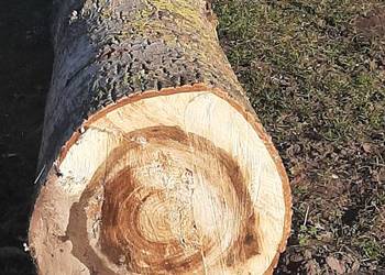 Sprzedam topol Sprzedam topol