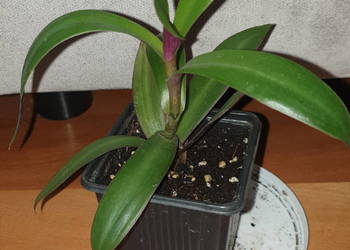 Trzykrotka, reo meksykańskie, kwiat rosnący