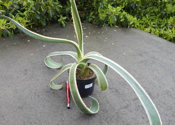 Kolorowa agawa - agave americana variegata NOVA - ponad 3 letnia