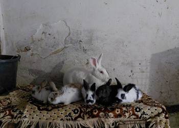 Króliki Samica z 10 młodymi