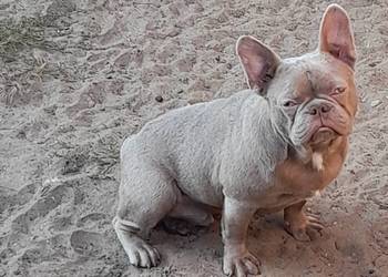 Buldog francuski reproduktor