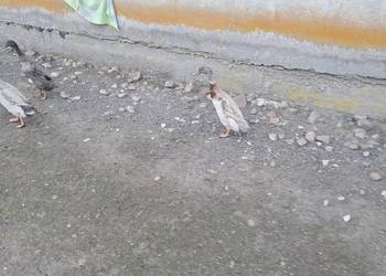 Sprzedam kaczora biegusa