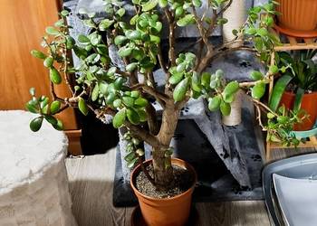 drzewko szczęścia grubosz jajowaty 90 cm pilnie sprzedam