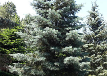JODŁA JEDNOBARWNA Abies concolor - NASIONA 220 sztuk - 10g.