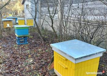 Pszczoły na ramkach w. zwykła, w.poszerzana, dadant