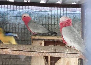 Kakadu różowe samica 2023 rok