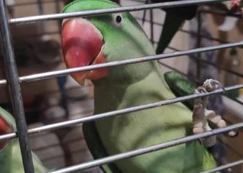 Aleksandretty wielkie ręcznie karmione