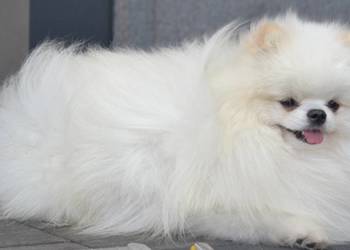SZPIC MINIATUROWY POMERANIAN ŚLICZNY REPRODUKTOR