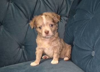 Chihuahua długowłosy  piesek  o wyjątkowym umaszczeniu Choco merle