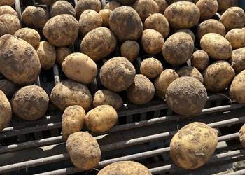 Ziemniaki