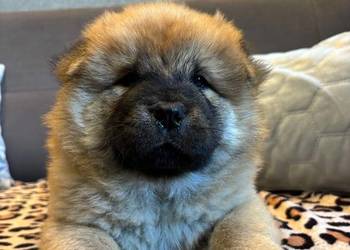 Chow Chow