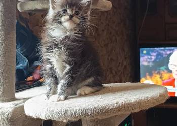 Śliczne kocięta Maine coon z rodowodem
