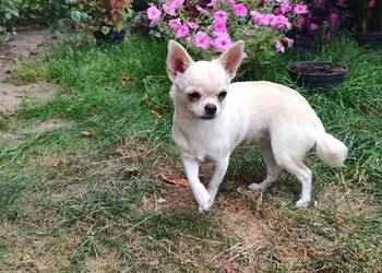 Chihuahua mini suczka piesek  szczeniak prawdziwy rodowód ZKwP FCI