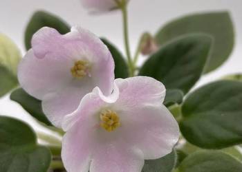 Fiołek afrykański sadzonka