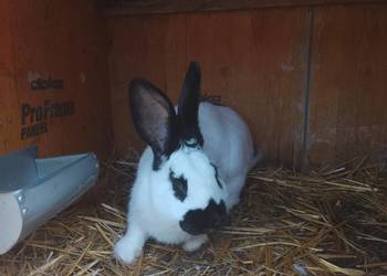 Sprzedam królika srokacza