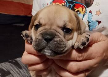 Buldog Francuski  piękne szczeniaki!!