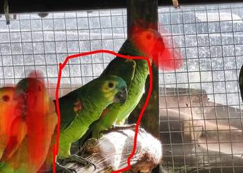 Samica trzyletnia amazonki niebieskoczelnej