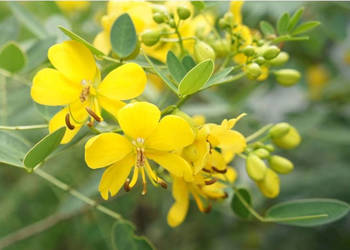 CASSIA OCCIDENTALIS Cassia occidentalis - NASIONA 100g