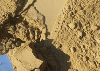 Kief kif - trichomy- pyłek konopny CBD - bez pośredników, od produc