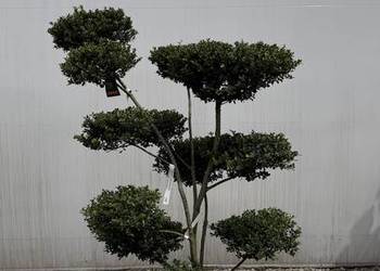 Ostrzokrzew crenata "Green Hedge" Bonsai 125-150cm