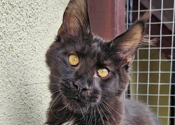 Bardzo przymilny duży Maine Coon - FPL